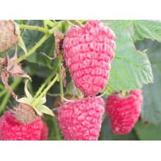 Августина, малина ремонтантная 