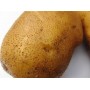 Картофель посадочный среднеспелый сорт Агрия в сетке 5 кг