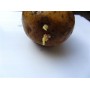 Картофель, среднеспелый сорт Гала в сетке 3 кг