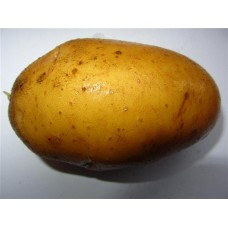 Картофель посадочный раннеспелый сорт Киммерия в сетке 5 кг