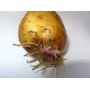 Картофель, среднеспелый сорт Невский в сетке 3 кг