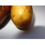 Картофель посадочный среднеспелый сорт Рамос в сетке 5 кг