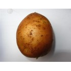 Картофель посадочный, раннеспелый сорт Серпанок в сетке 5 кг