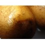 Картофель, раннеспелый сорт Щедрык