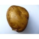 Картофель посадочный, раннеспелый сорт Скарбница в сетке 5 кг