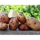 Картофель, среднеспелый сорт Белое Озеро в сетке 3 кг