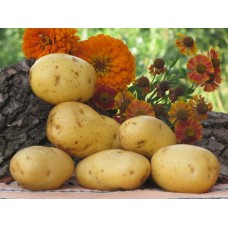 Картофель посадочный раннеспелый сорт Агаве в сетке 5 кг