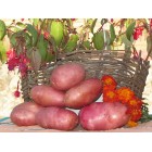Картофель посадочный, раннеспелый сорт Амороза в сетке 5 кг