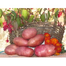 Картофель посадочный раннеспелый сорт Амороза в сетке 5 кг