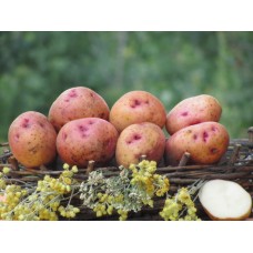 Картофель, поздний сорт Червона-рута в сетке 3 кг