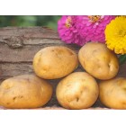 Картофель, раннеспелый сорт Днепрянка в сетке 3 кг