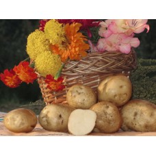 Картофель посадочный поздний сорт Голубизна в сетке 3 кг