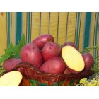Картофель посадочный, поздний сорт Лаура в сетке 3 кг