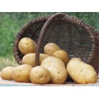 Картофель посадочный, раннеспелый сорт Минерва в сетке 5 кг