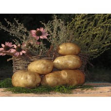 Картофель, среднеспелый сорт Невский в сетке 3 кг