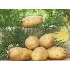 Картофель посадочный поздний сорт Околица в сетке 5 кг