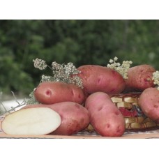 Картофель, поздний сорт Русет-бурбанк в сетке 3 кг