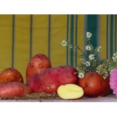 Картофель посадочный поздний сорт Рено в сетке 3 кг