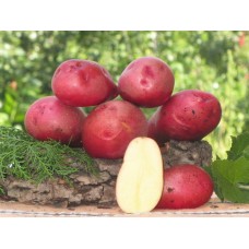 Картофель посадочный поздний сорт Руманце в сетке 3 кг