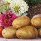 Картофель, среднеспелый сорт Санте