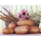 Картофель, поздний сорт Словянка