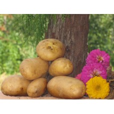 Картофель, раннеспелый сорт Тайфун