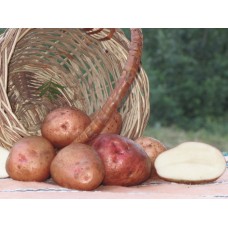 Картофель, поздний сорт Здабиток в сетке 3 кг