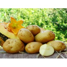 Картофель, ранний сорт Михалина 