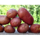 Картофель, среднеспелый сорт РедБерон  в сетке 3 кг