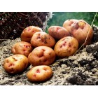 Картофель, среднеспелые сорта 80—85 дней Астера, в сетке 3 кг