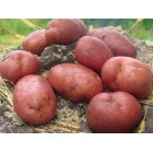 Картофель, раннеспелые сорта 65—70 дней Эсми