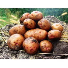 Картофель, среднеранние сорта — 70—75 дней Гурман