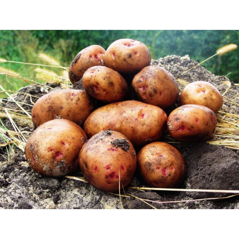 Картофель, среднеранние сорта — 70—75 дней Гурман