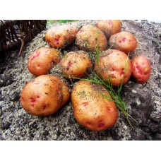 Картофель, раннеспелые сорта 65—70 дней Иванкивська