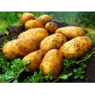 Картофель, раннеспелые сорта 65—70 дней Катания, в сетке 3 кг