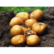 Картофель, среднеранние сорта — 70—75 дней Легионер, в сетке 3 кг