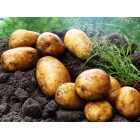 Картофель посадочный, позднеспелые сорта 130—140 дней Модео, в сетке 3 кг