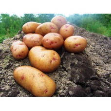 Картофель, раннеспелые сорта 65—70 дней Тирас, в сетке 3 кг