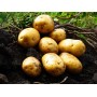 Картофель, ультра ранние сорта — 45—50 дней, Альта