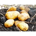 Картофель, раннеспелые сорта 65—70 дней, Бюрен в сетке 3 кг