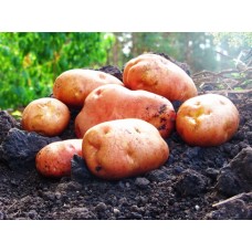 Картофель, раннеспелые сорта 65—70 дней, Цунами в сетке 3 кг