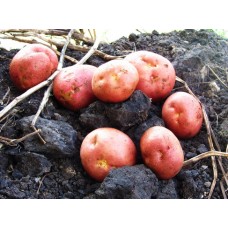 Картофель, раннеспелые сорта 65—70 дней, Инфинити в сетке 3 кг