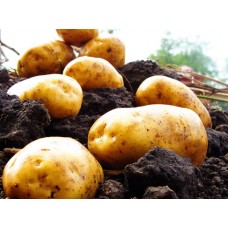 Картофель, надранние сорта 45—60 дней, Орла