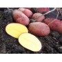 Картофель, среднеранние сорта — 70—75 дней, Румано в сетке 3 кг