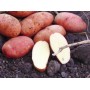 Картофель, среднеранние сорта — 70—75 дней, Злагода в сетке 3 кг